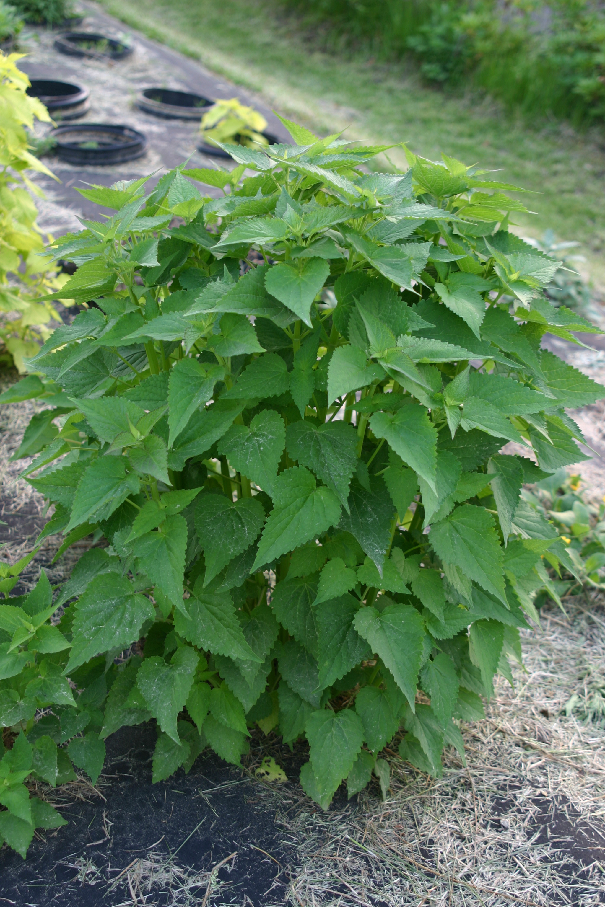 Agastache rugosa
